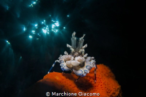 Hymenocera picta on red sea star , double exposition.
Ni... by Marchione Giacomo 